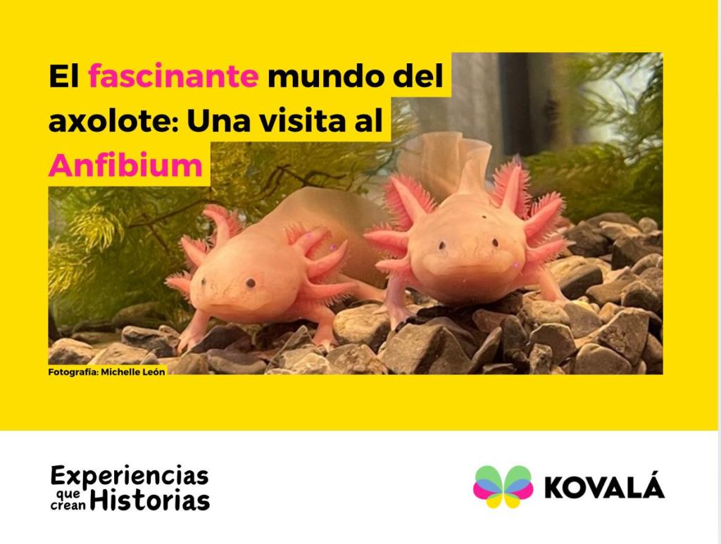 El fascinante mundo del axolote: Una visita al&nbsp;Anfibium.